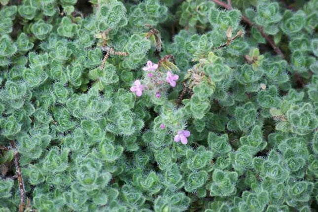 Čiobrelis ankstyvasis 'Pseudolanuginosus'  / 'Woolly Thyme'