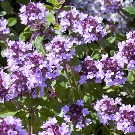 Čiobrelis keturbriaunis