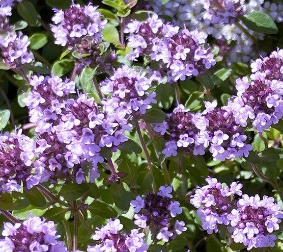 Čiobrelis keturbriaunis