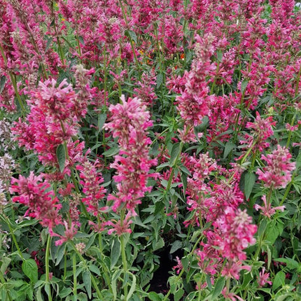 Citrinmėtė 'Red Fortune'