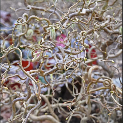 Lazdynas paprastasis 'Contorta'