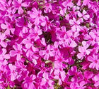 Flioksas ylalapis 'Drummond Pink'