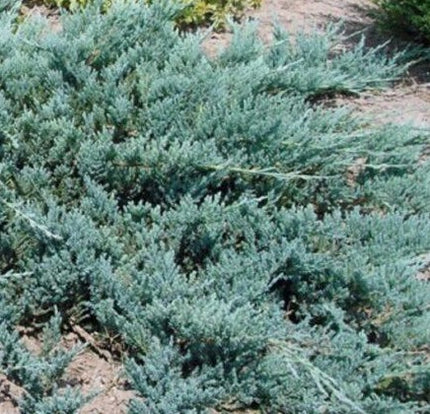 Kadagys gulsčiasis 'Emerald Spreader'