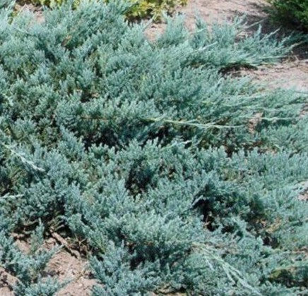Kadagys gulsčiasis 'Emerald Spreader'