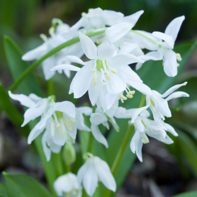 Epimedis jungo 'Niveum'