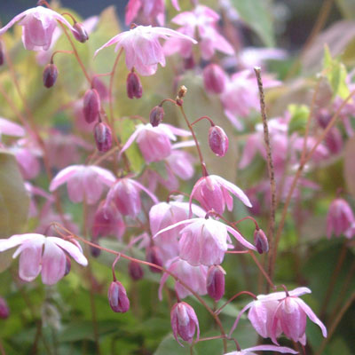 Epimedis jungo 'Roseum'