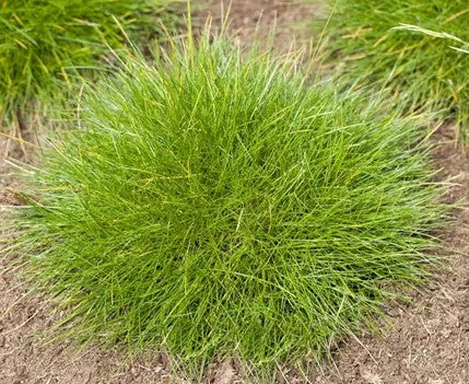 Eraičinas avinis 'Berni Green'