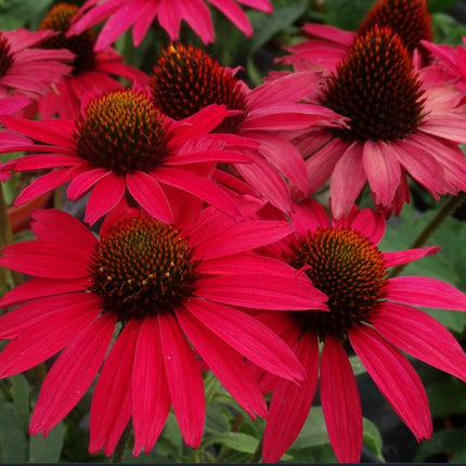 Ežiuolė rausvažiedė 'Pearl Red'