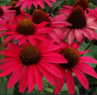 Ežiuolė rausvažiedė 'Pearl Red'