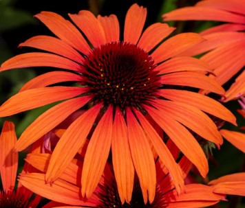 Ežiuolė rausvažiedė 'SunMagic Vintage Orange'