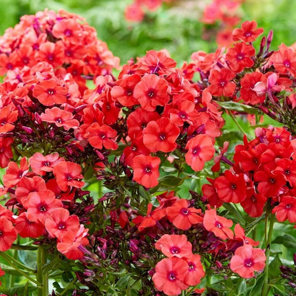 Flioksas šluotelinis 'Orange Perfection'