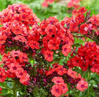 Flioksas šluotelinis 'Orange Perfection'