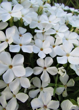 Flioksas ylalapis 'Maischnee'