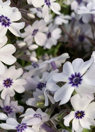 Flioksas ylalapis 'Bavaria'