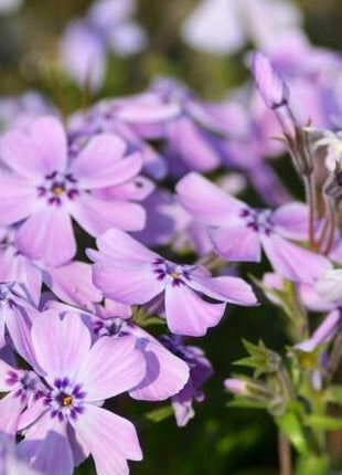 Flioksas ylalapis 'Benita'