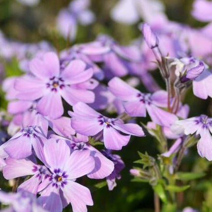 Flioksas ylalapis 'Benita'