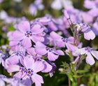 Flioksas ylalapis 'Benita'