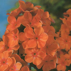 Collection image for: Flioksai