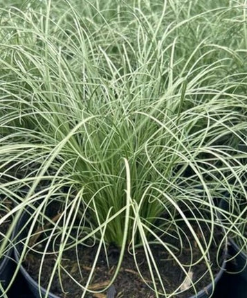 Viksva 'Frosted Curls'