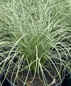Viksva 'Frosted Curls'