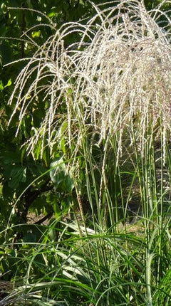 Miskantas kininis 'Frou Frou'