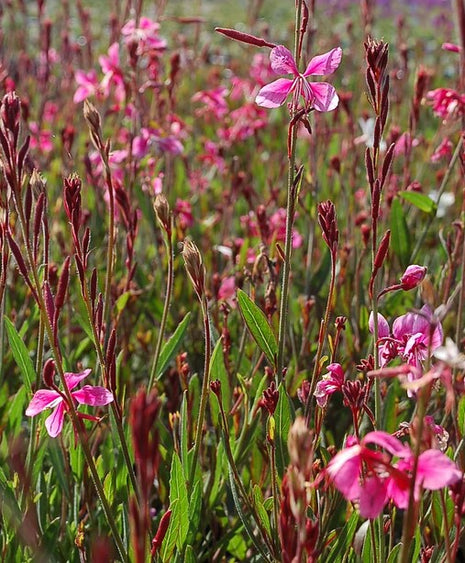 Gaura 'Graceful Pink'