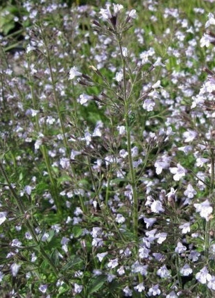 Girmėtė vaistinė (ssp. nepeta)