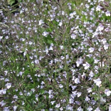 Girmėtė vaistinė (ssp. nepeta)