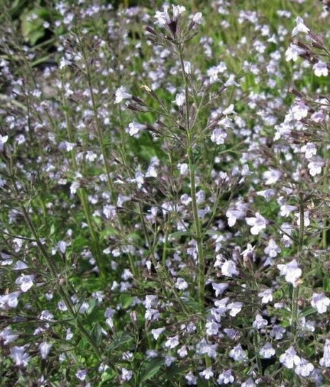 Girmėtė vaistinė (ssp. nepeta)