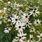 Gludas mentūrinis 'Fool's Gold'