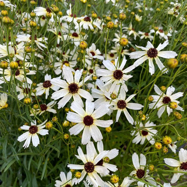 Gludas mentūrinis 'Fool's Gold'