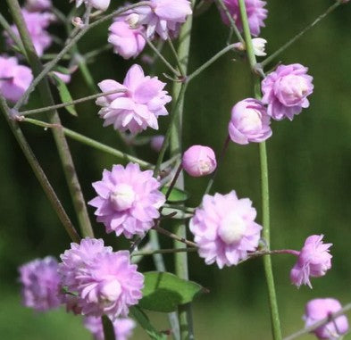 Vingiris sparnuotasis 'Hewitt's Double'