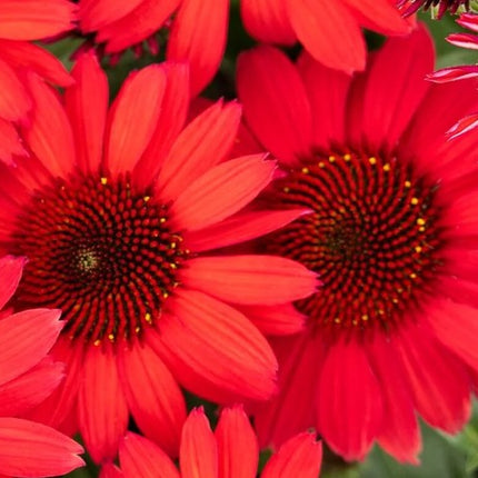 Ežiuolė rausvažiedė 'SunMagic Vintage Hot Red'