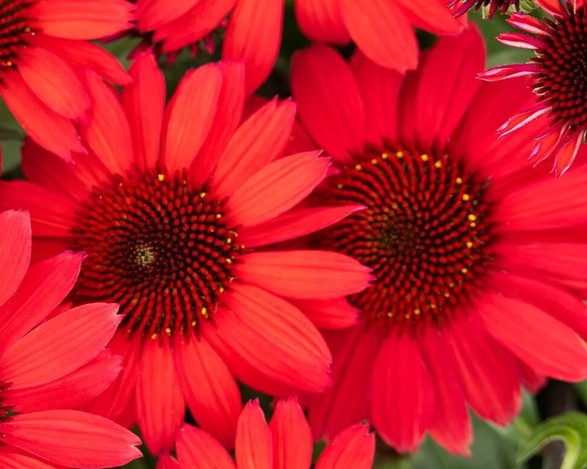 Ežiuolė rausvažiedė 'SunMagic Vintage Hot Red'