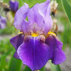Collection image for: Vilkdalgiai