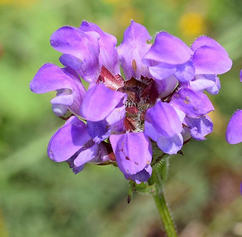 Juodgalvė didžiažiedė