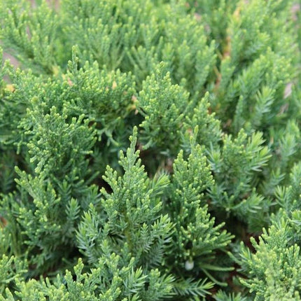 Kadagys kazokinis 'Rockery Gem'