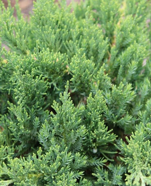 Kadagys kazokinis 'Rockery Gem'