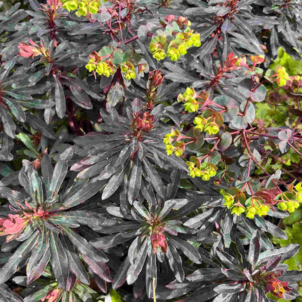 Karpažolė migdolinė 'Purpurea'