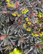 Karpažolė migdolinė 'Purpurea'
