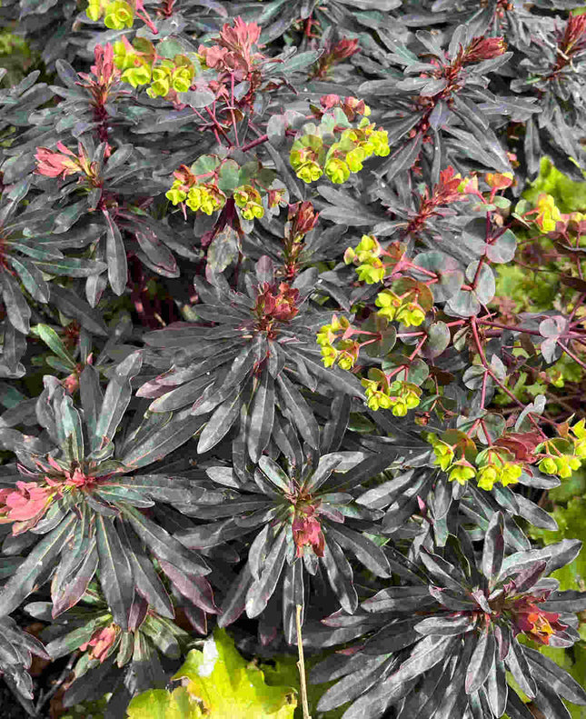 Karpažolė migdolinė 'Purpurea'