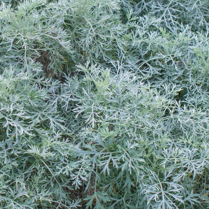 Kietis sidabrinis 'Powis Castle'