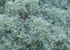 Kietis sidabrinis 'Powis Castle'