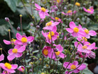Plukė 'Little Breeze Kiss'