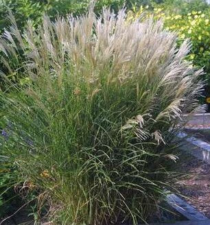 Miskantas kininis 'Kleine Silberspinne'