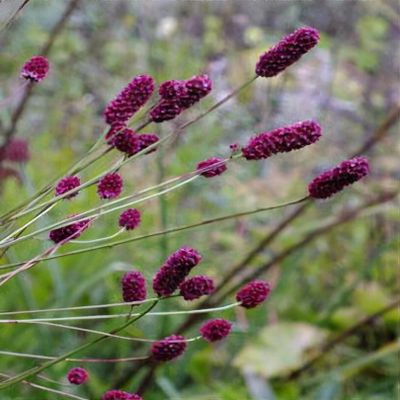 Kraujalakė 'Cangshan cranberry'