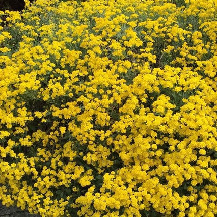Laibenis kalninis 'Mountain Gold'