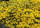 Laibenis kalninis 'Mountain Gold'