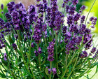 Levanda tikroji 'Avignon Early Blue'