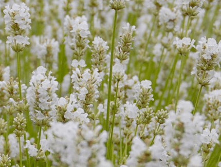 Levanda tikroji 'LaDiva Spirit White'